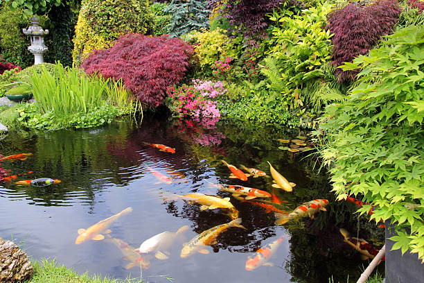 Why Early Fall is the Perfect Time to Add New Koi to Your Pond