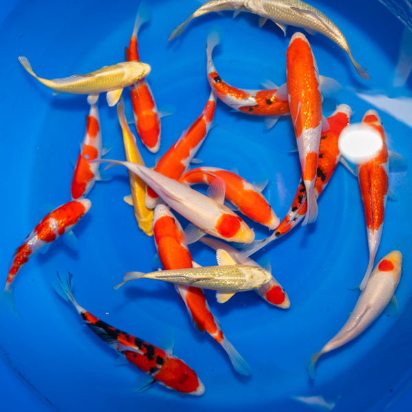6-8 Inch Imported Japanese Koi (standard fin) – Koi & More Pond Shop