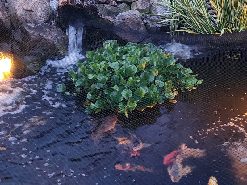 Floating Pond Plant Protectors