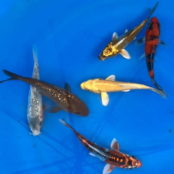 4-6 Inch Imported Japanese Koi (standard fin)