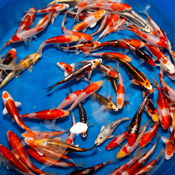 4-6 Inch Imported Japanese Koi (standard fin)