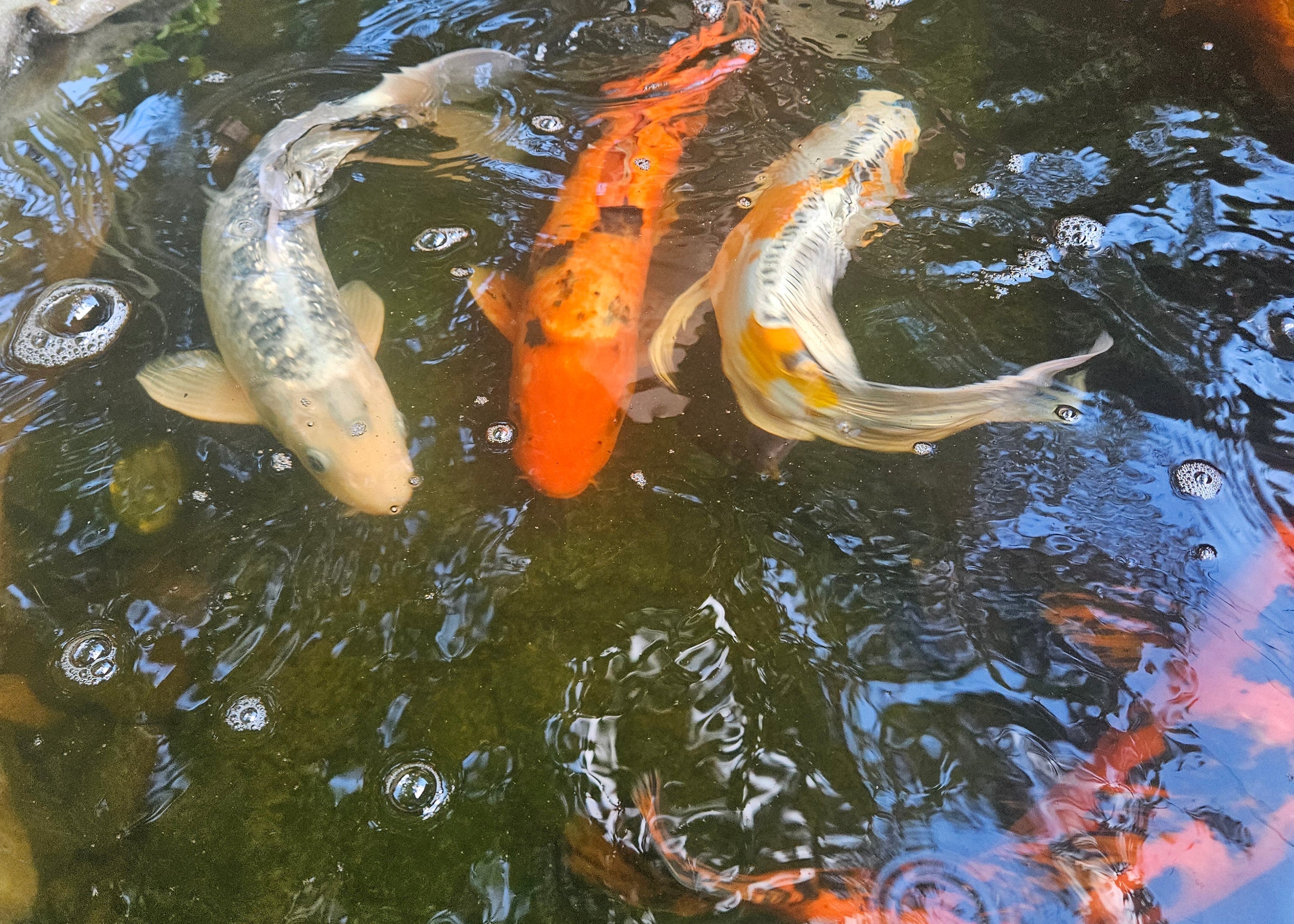 Fall Fish Feeding Guide: Preparing Your Koi for Winter