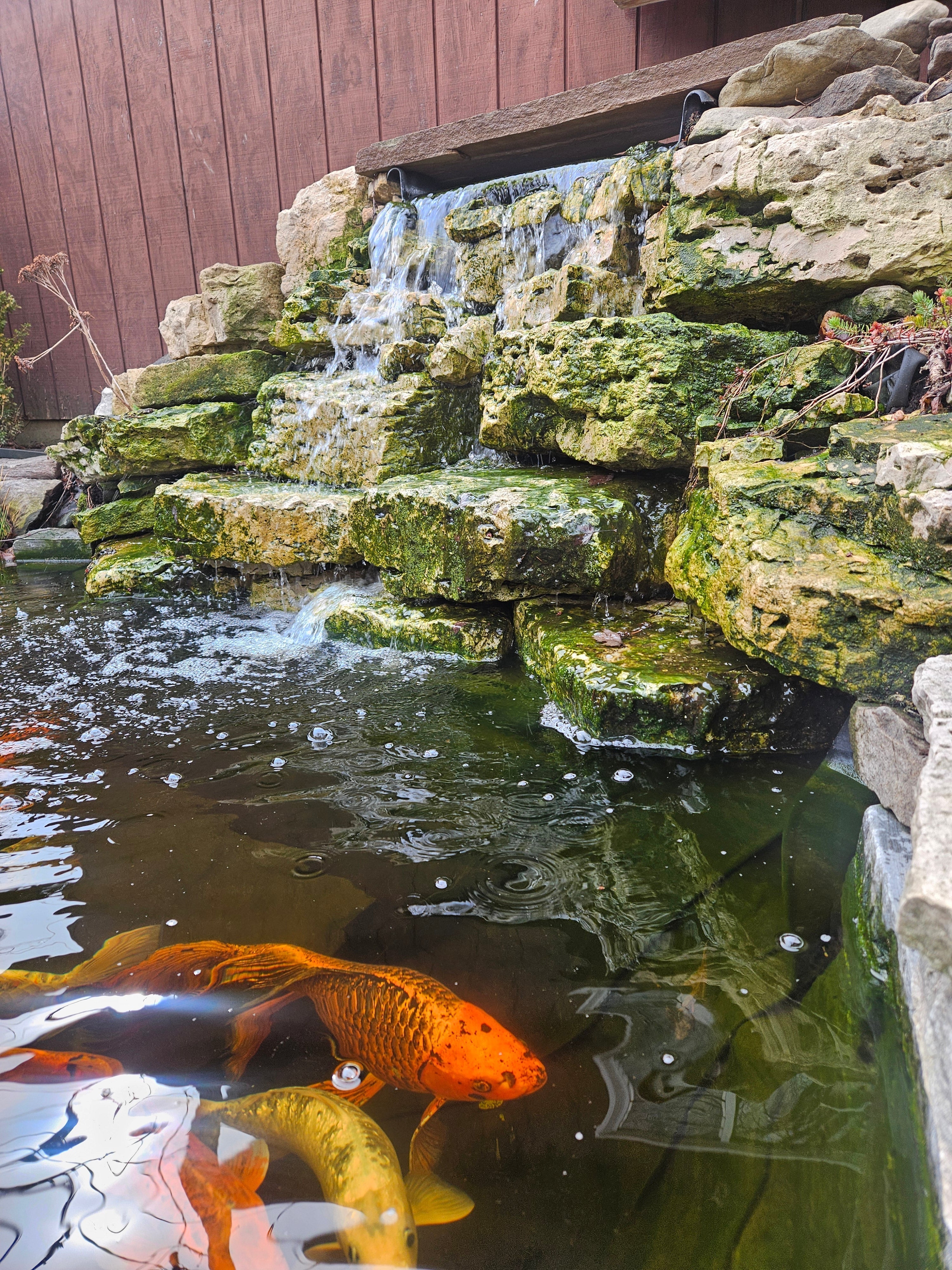 Early Spring Algae: Start With Your Filtration