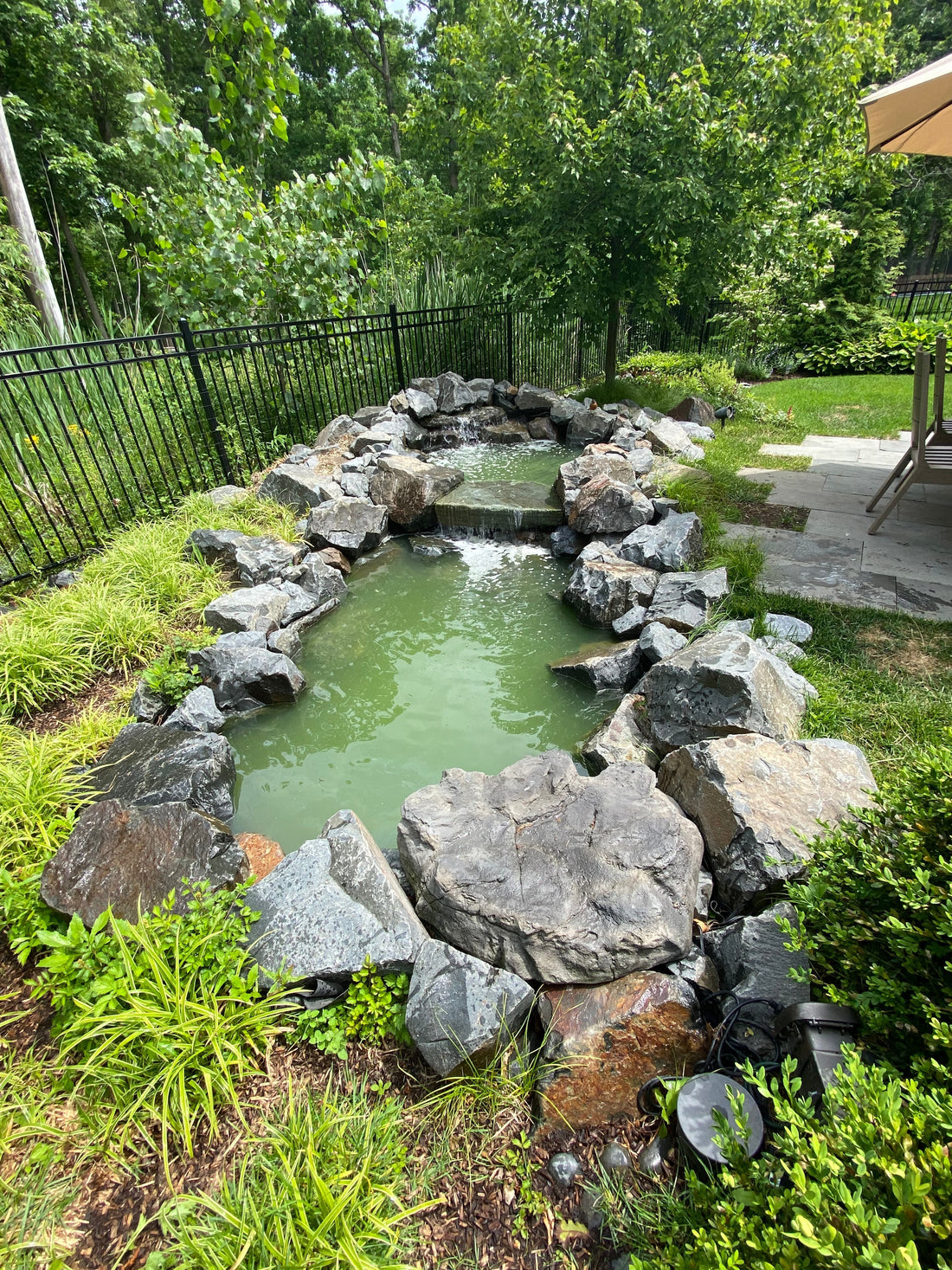 How to Keep Green Water Algae Away from Your Koi Pond