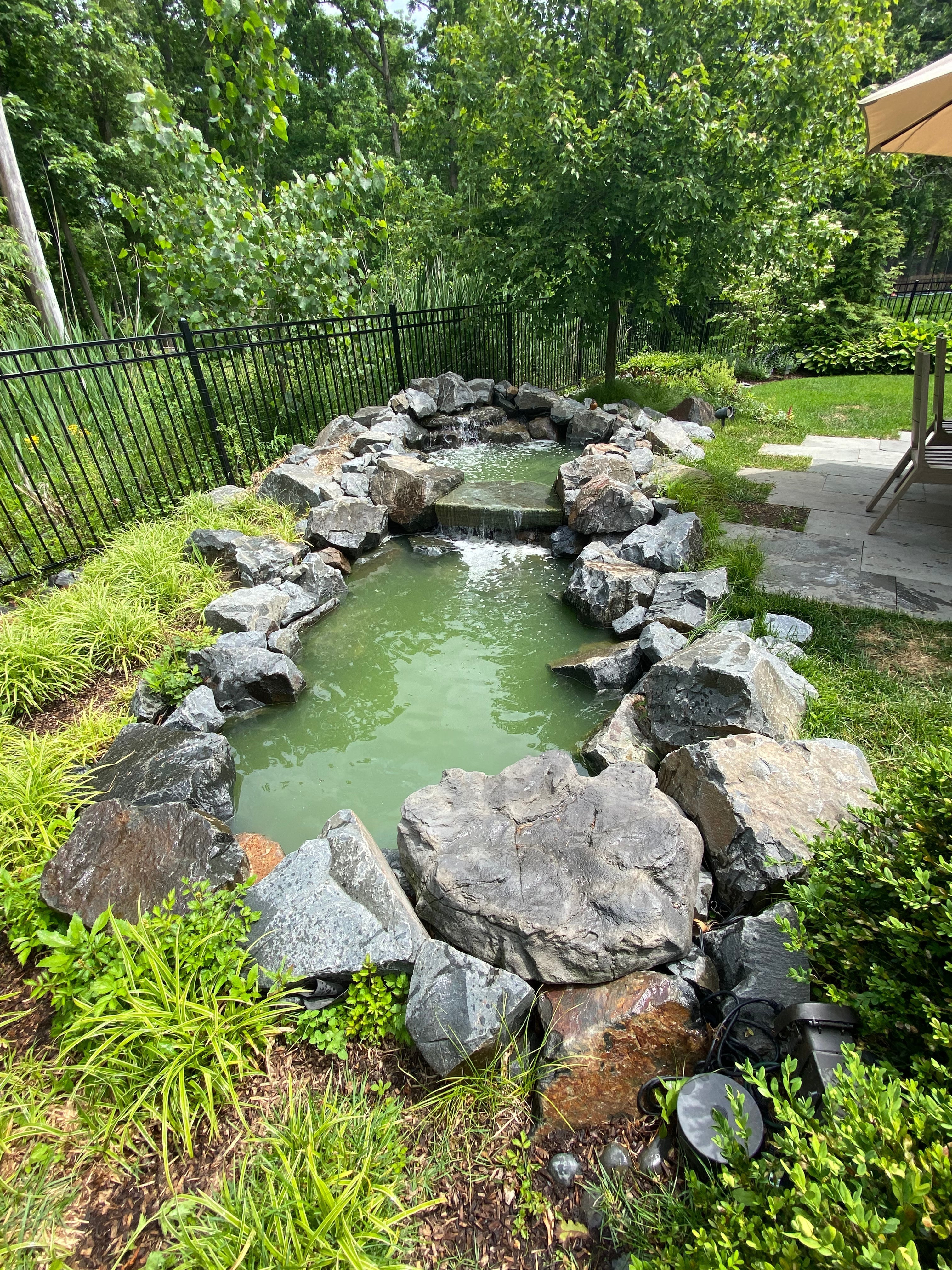 How to Keep Green Water Algae Away from Your Koi Pond