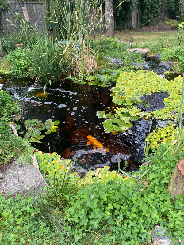 Conquering Fall Algae: End-of-Season Water Clarity Solutions