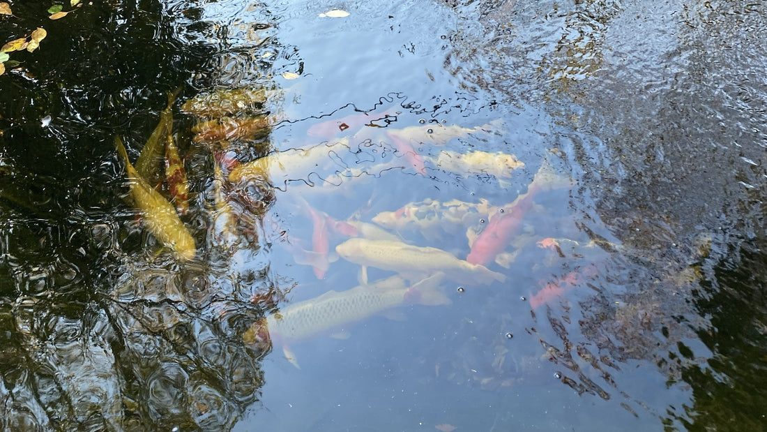 Why Early Spring Is one of the Most Dangerous Times of Year for Your Pond