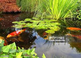 Autumn Plant Care: Preparing Your Aquatic Garden for Dormancy