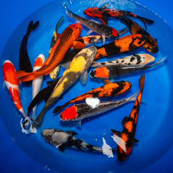 Live Japanese Koi