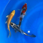 6-8 Inch Imported Japanese Koi (standard fin)