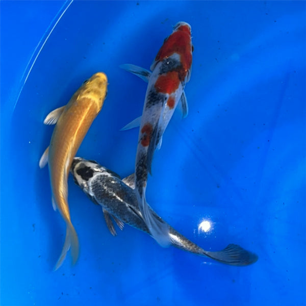6-8 Inch Imported Japanese Koi (standard fin)