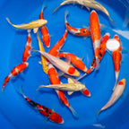 6-8 Inch Imported Japanese Koi (standard fin)
