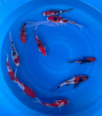 8-10 Inch Imported Japanese Go Sanke Koi (standard fin)