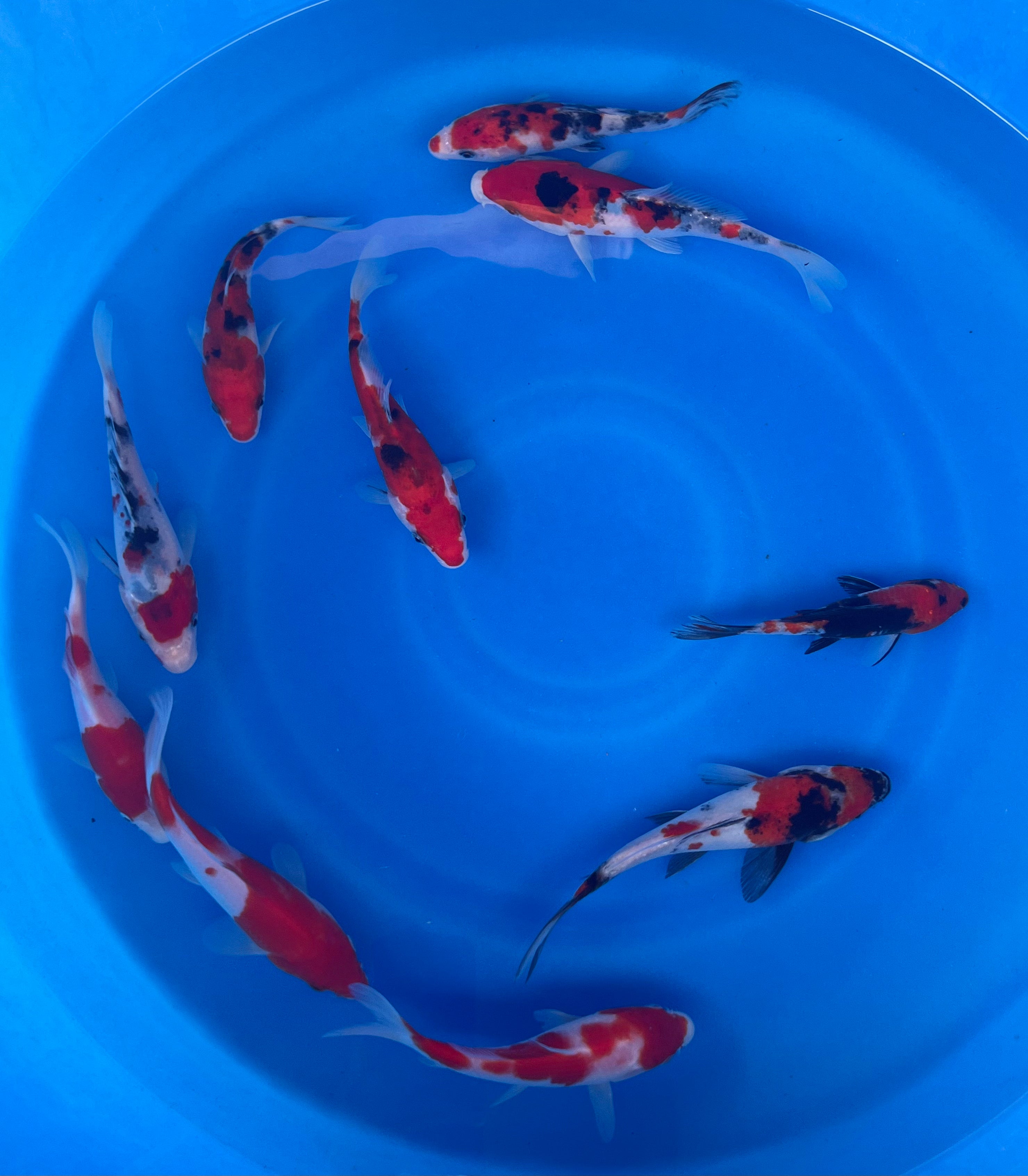 8-10 Inch Imported Japanese Go Sanke Koi (standard fin)
