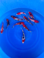 8-10 Inch Imported Japanese Go Sanke Koi (standard fin)
