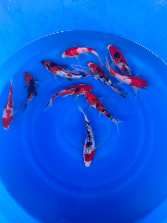 8-10 Inch Imported Japanese Go Sanke Koi (standard fin)