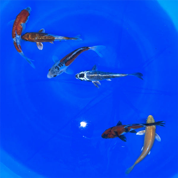 6-8 Inch Imported Japanese Koi (standard fin)