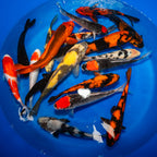 8-10 Inch Imported Japanese Koi (standard fin)