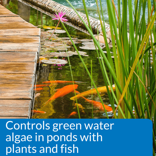 API Pond Microbial Algae Clean