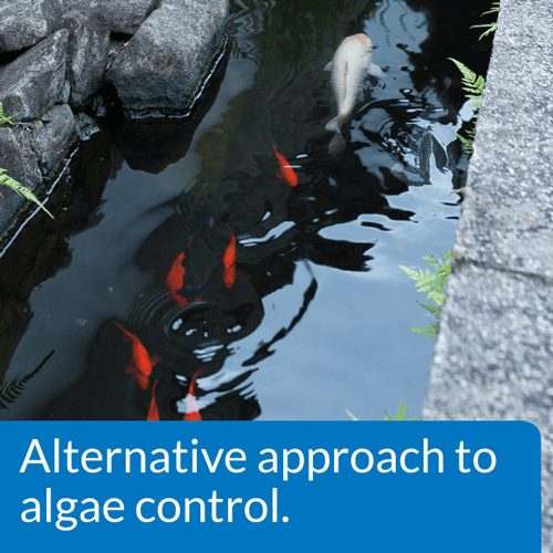 API Pond Microbial Algae Clean