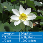 API Pond Microbial Algae Clean