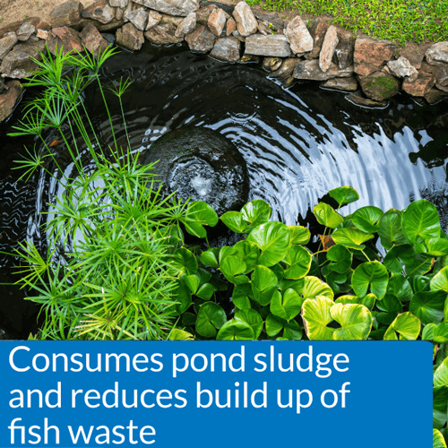 API Pond Pond-Zyme Plus, 8 Ounces