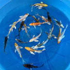 4-6 Inch Imported Japanese Butterfly Koi