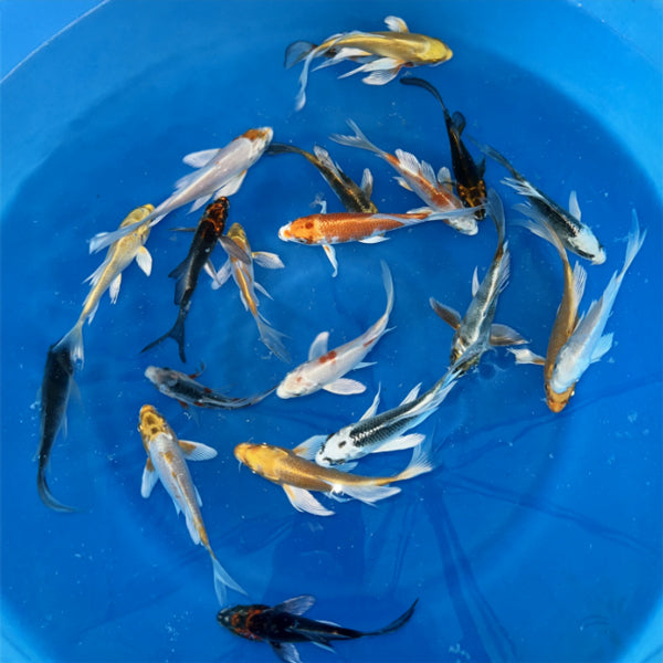 4-6 Inch Imported Japanese Butterfly Koi