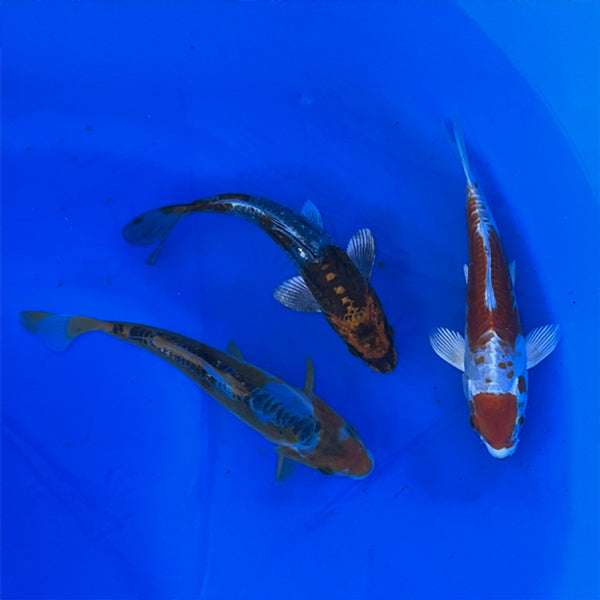 8-10 Inch Imported Japanese Koi (standard fin)