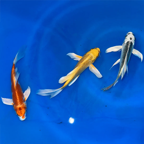 4-6 Inch Imported Japanese Butterfly Koi
