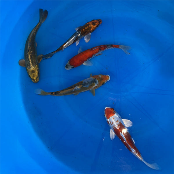 8-10 Inch Imported Japanese Koi (standard fin)