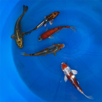 8-10 Inch Imported Japanese Koi (standard fin)