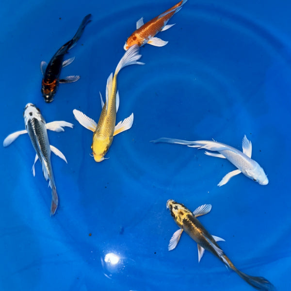 4-6 Inch Imported Japanese Butterfly Koi