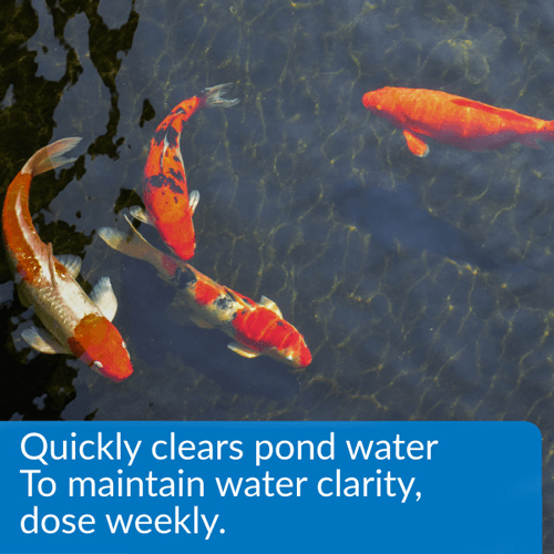 API Pond AccuClear, 1 Gallon