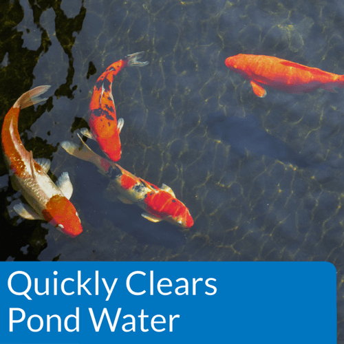 API Pond AccuClear, 32 Ounces