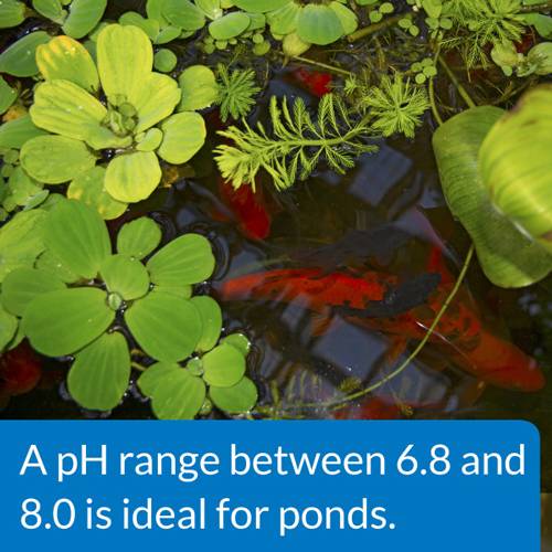 API Pond pH Up, 16 Ounces
