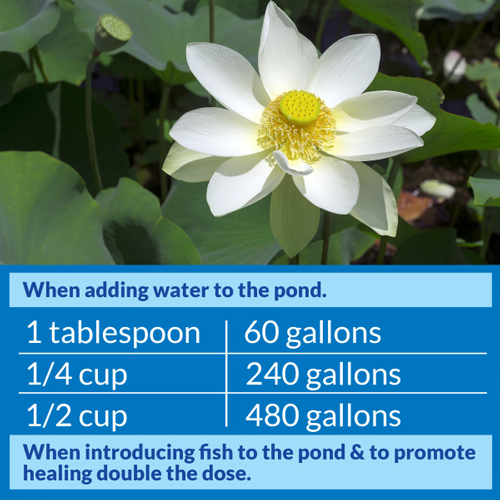 API Pond Stress Coat, 1 Gallon