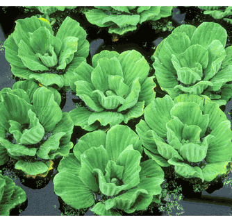 Water Lettuce